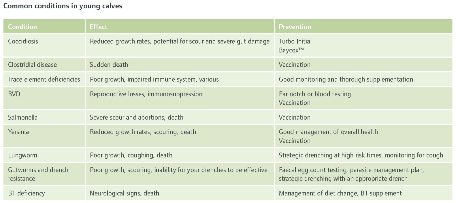 Table showing common conditions in young calves