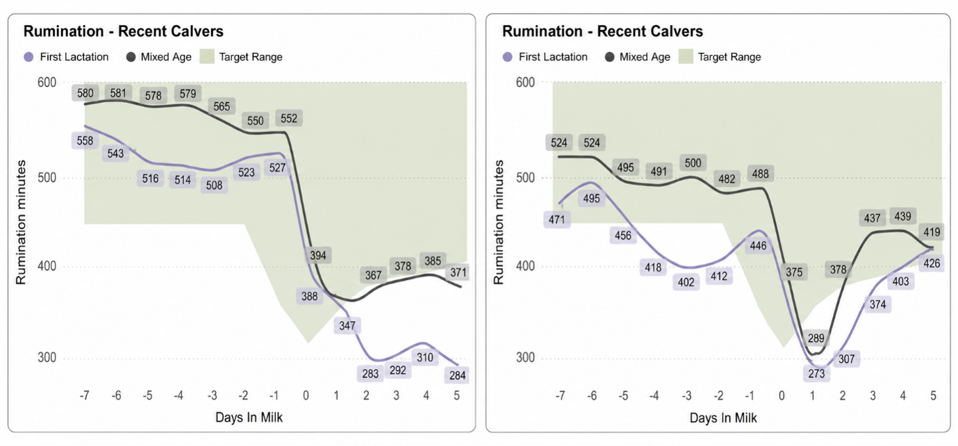 Two graphs showing average rumination for recent calvers before (left) and after (right) management changes.