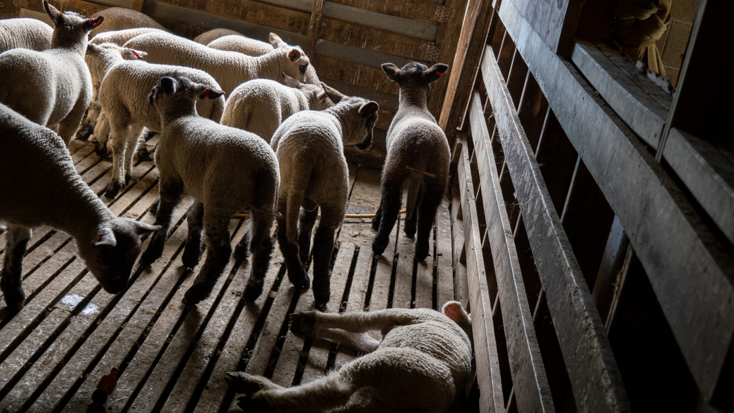 Lambs in a wool shed after tailing and castration