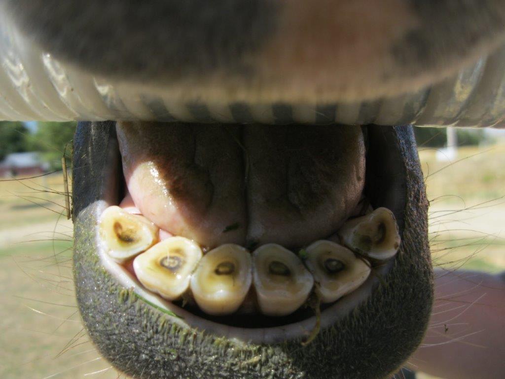 Horse dentals
