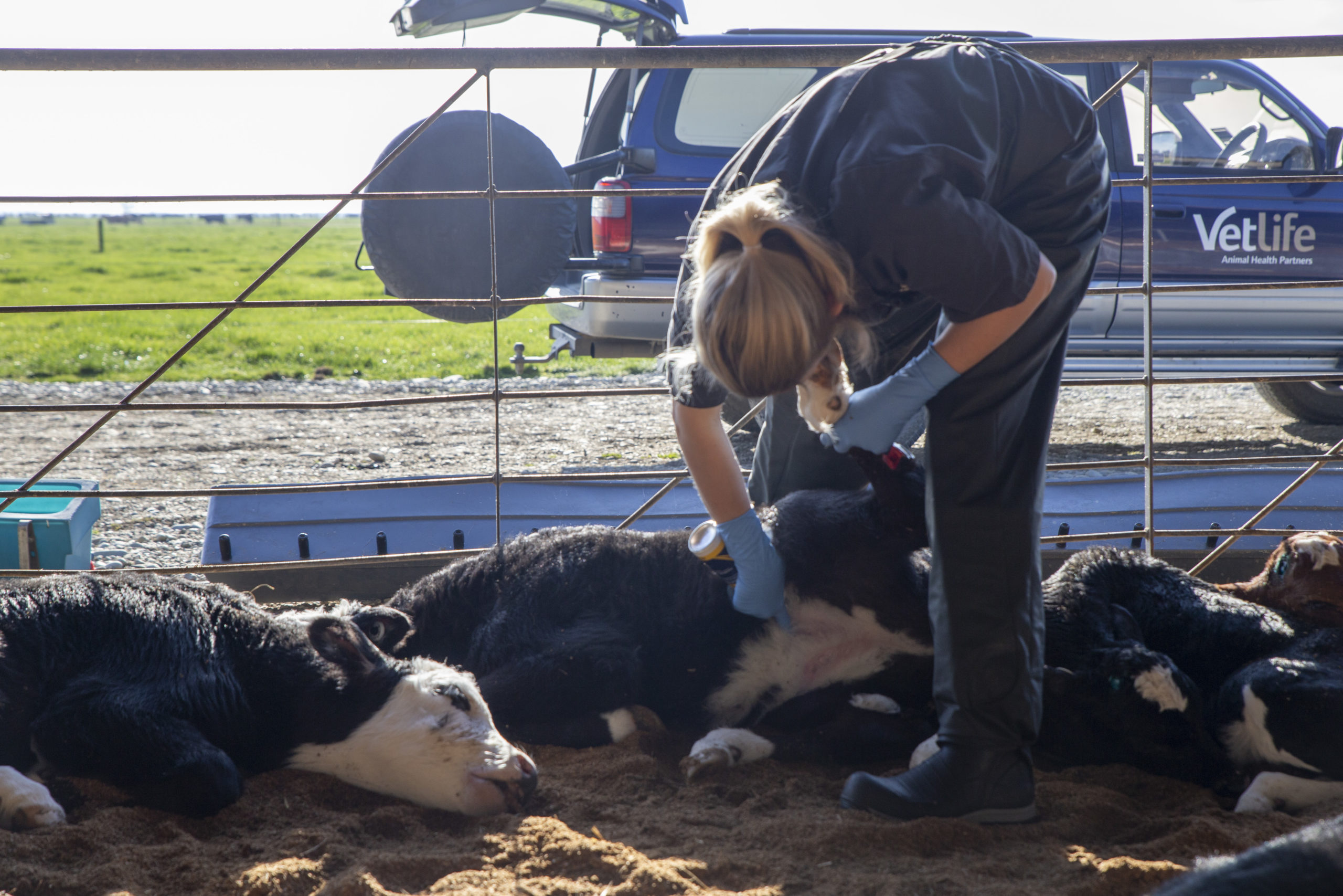 Farm vet teams supporting animal health in Canterbury and Otago
