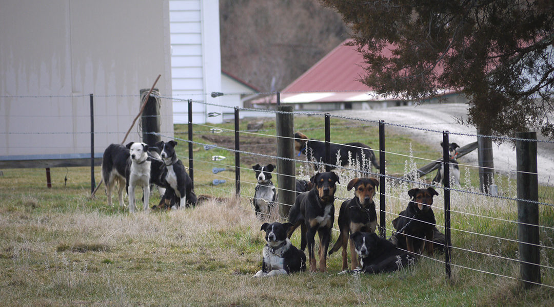 Working dogs outside in a farmer's yard
