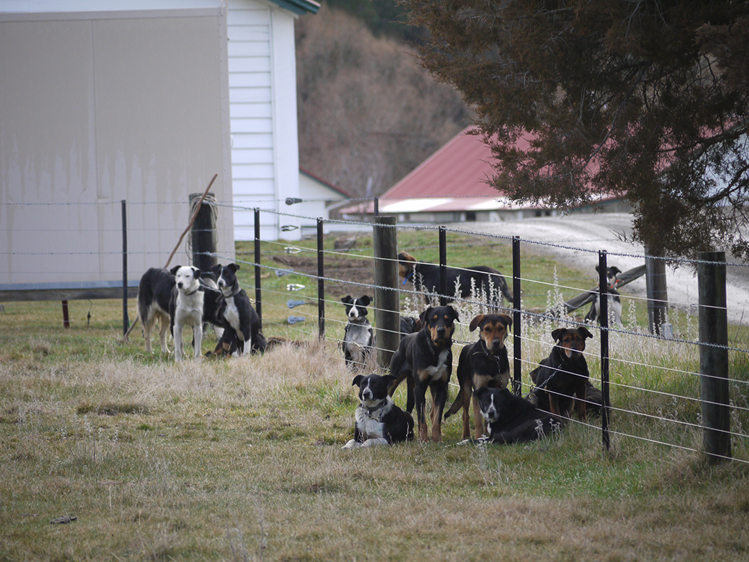 Working dogs outside in a farmer's yard
