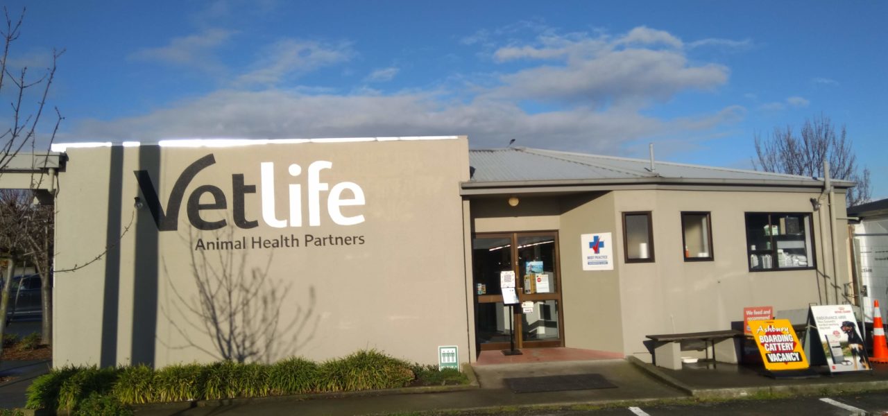 Timaru vet services for your beloved pets at Vetlife