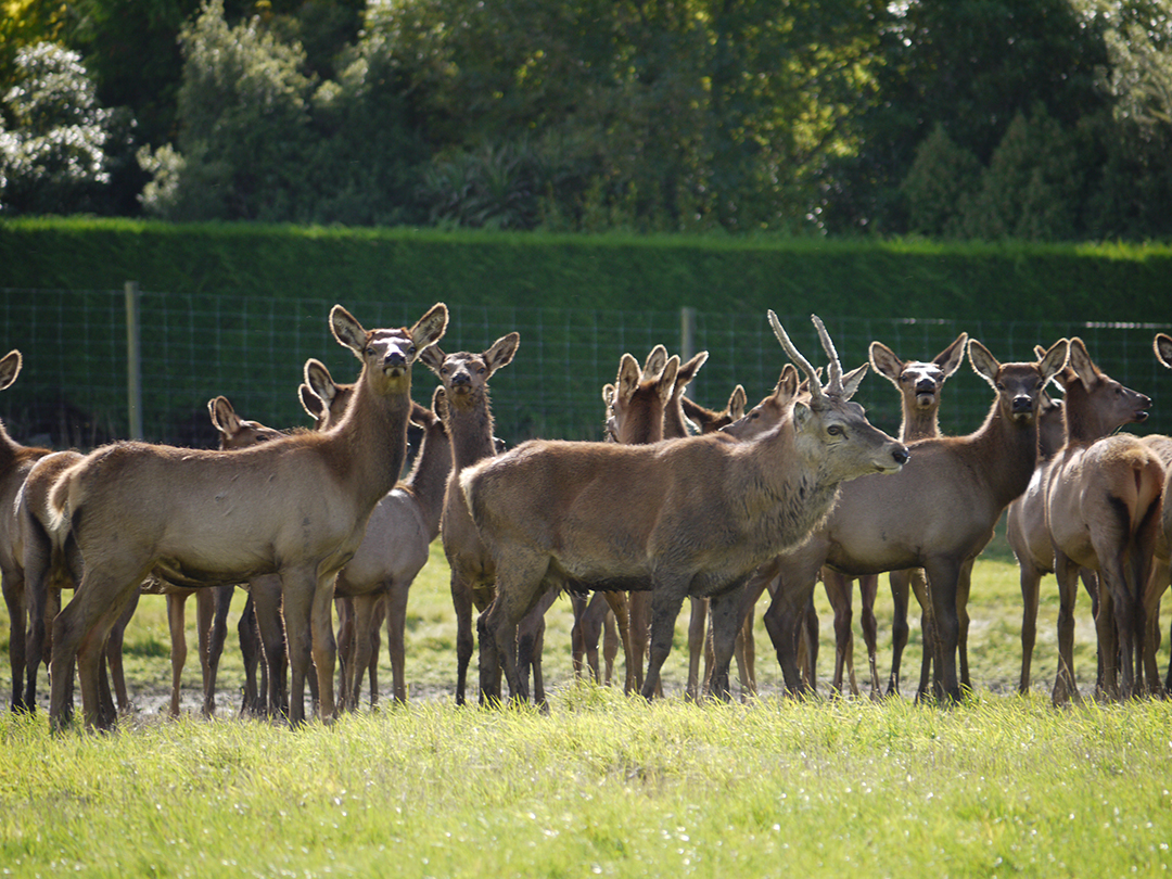 A herd of deer