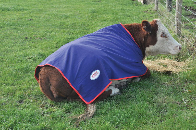 Downer Cows The Bane Of Spring Vetlife