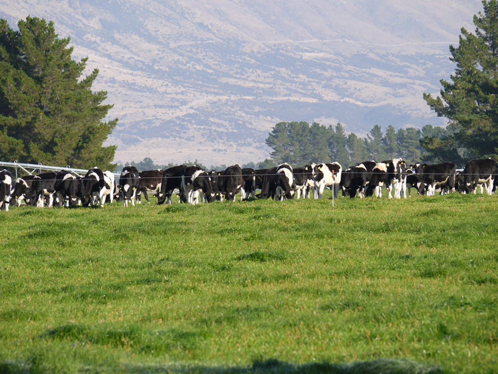 Dairy cows in a field