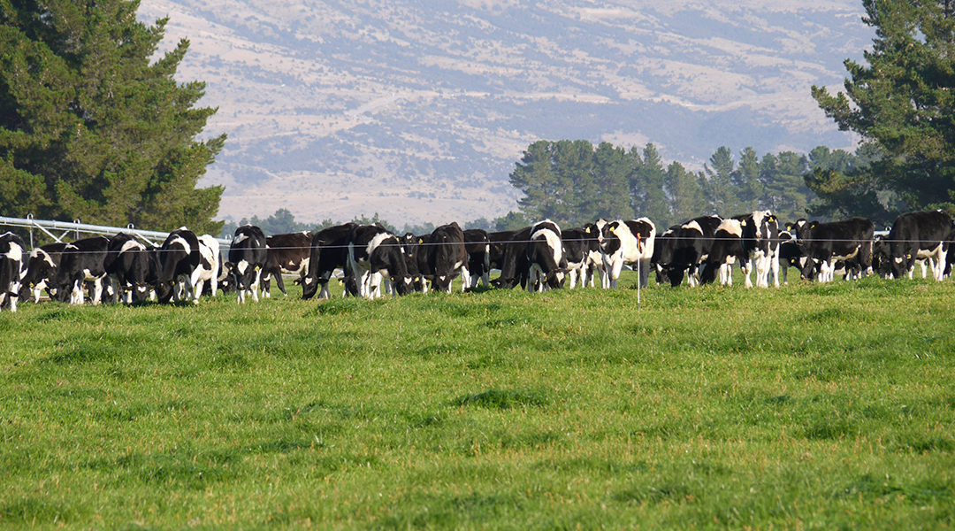 Dairy cows in a field