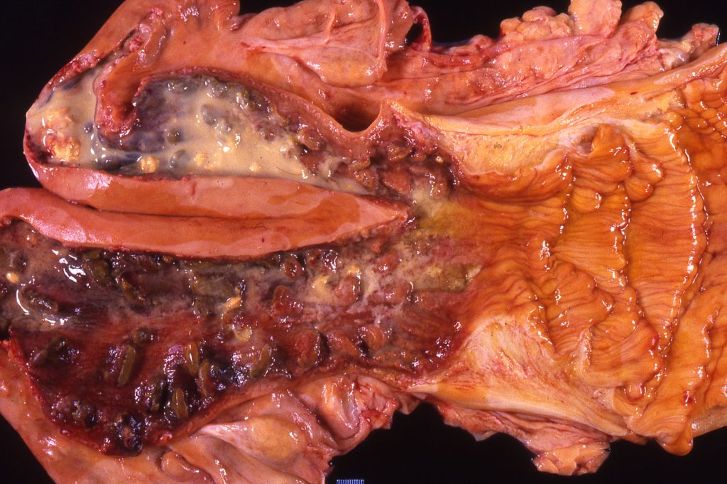 dairy cow pus in uterus indicating endometritis