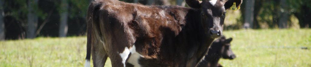 Dairy calves