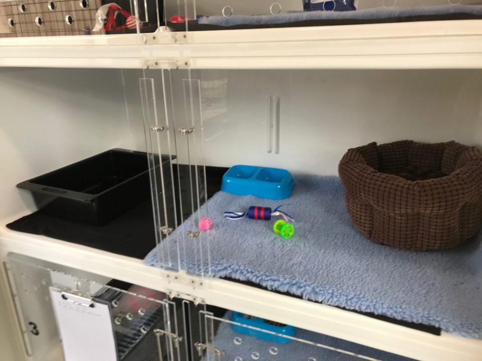 Cattery services at Ashburton, Timaru & Wanaka clinics