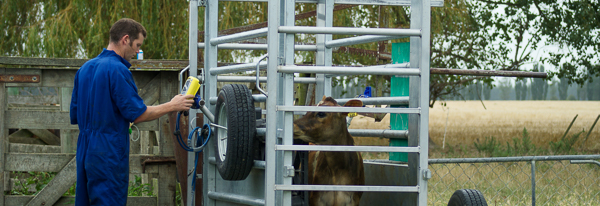 A Vetlife vet monitoring a heifer