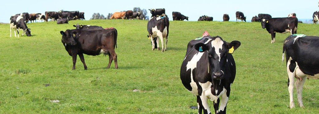 A field of cows