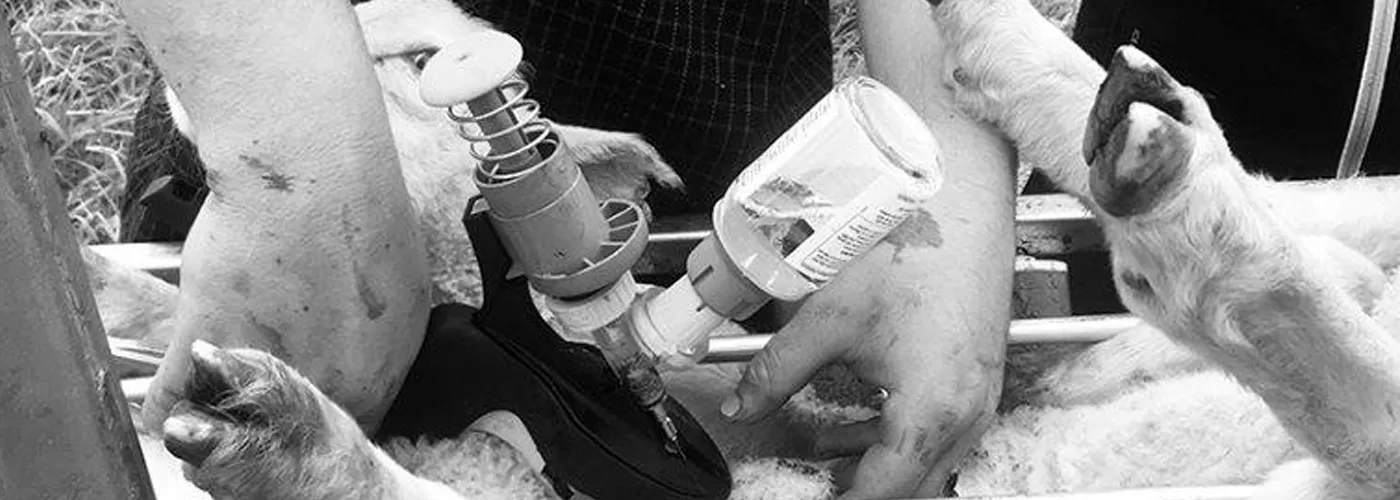 farmer managing sheep pain relief with numnuts