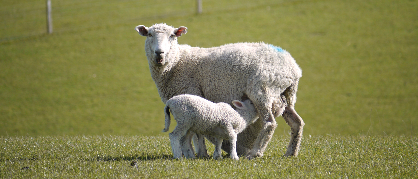 Lamb feeding on ewe