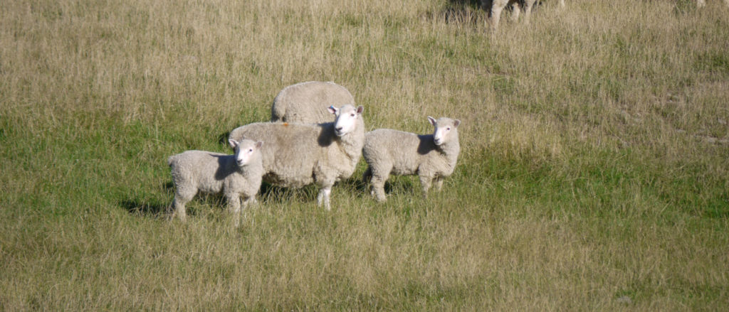 Ewe with lambs