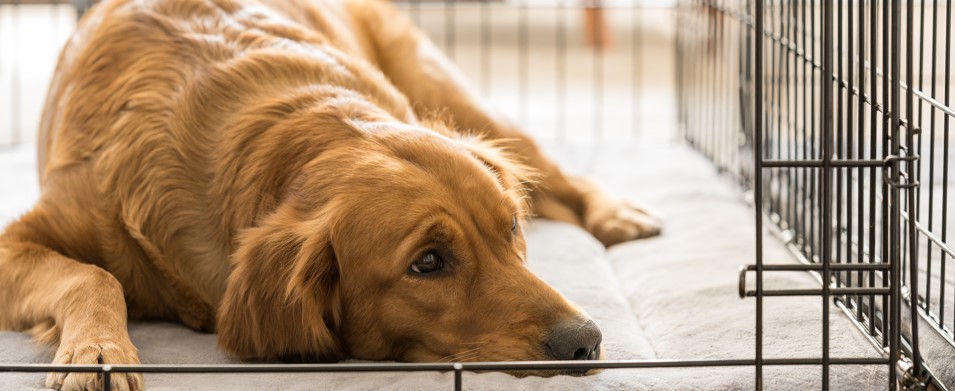 dog in a crate to feel safe