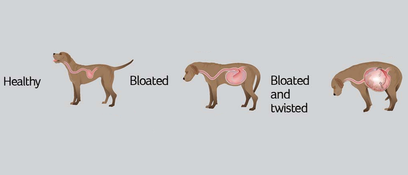 What Would Cause A Dog's Stomach To Bloat at Kay Carpenter blog