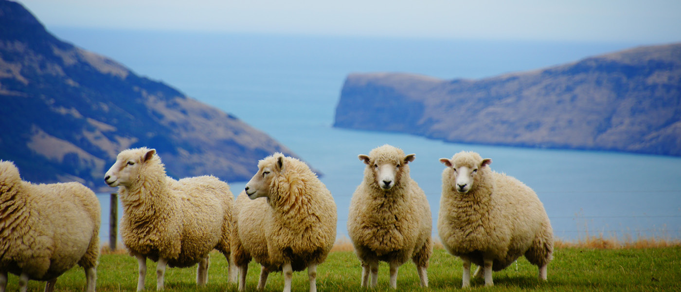 A group of sheep for knowckout drench