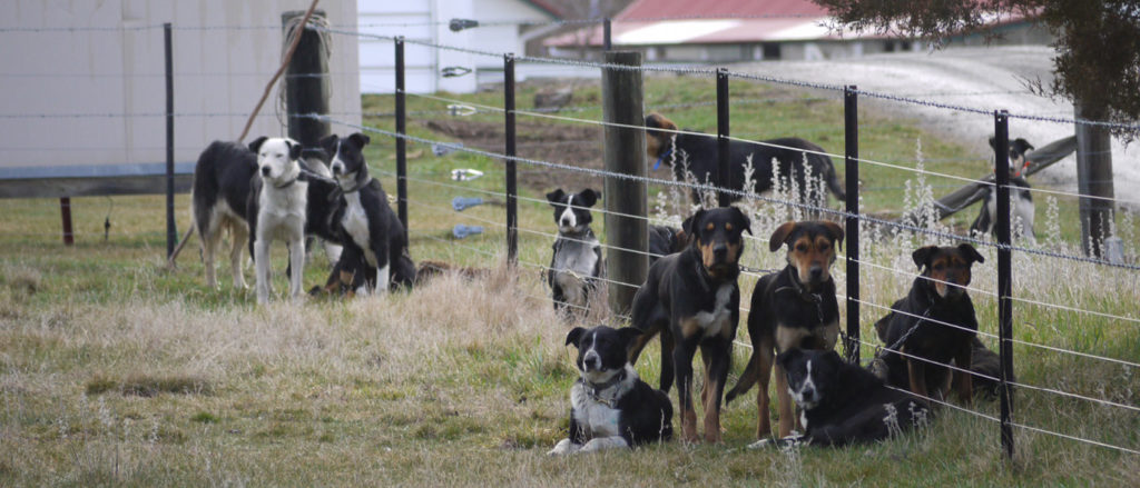 New Zealand working dogs on farm
