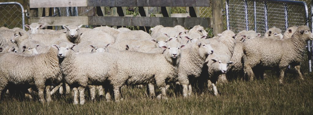 A mob of sheep ready for knockout drenching