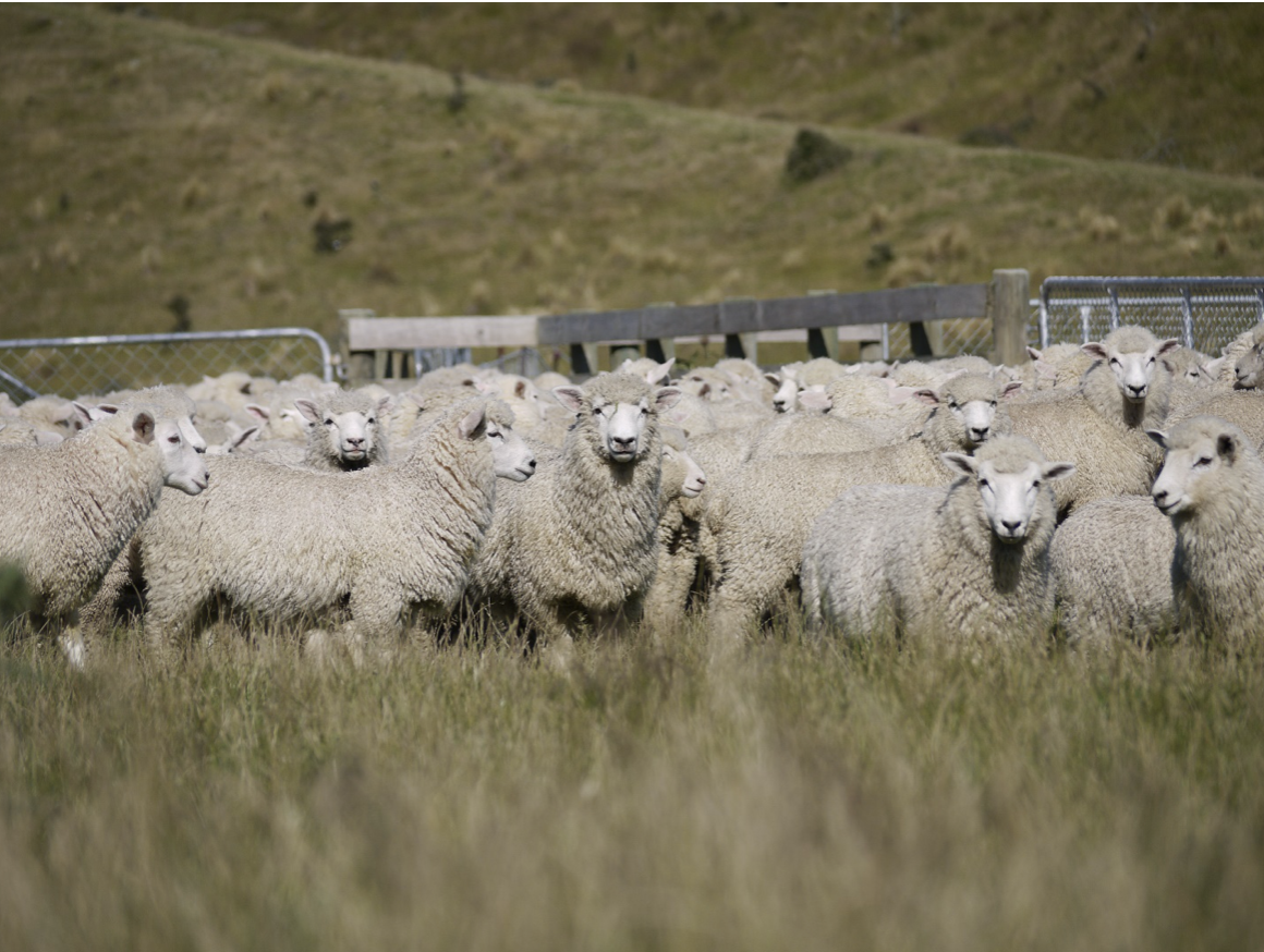 Sheep flock