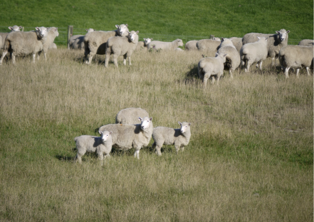 A flock of sheep