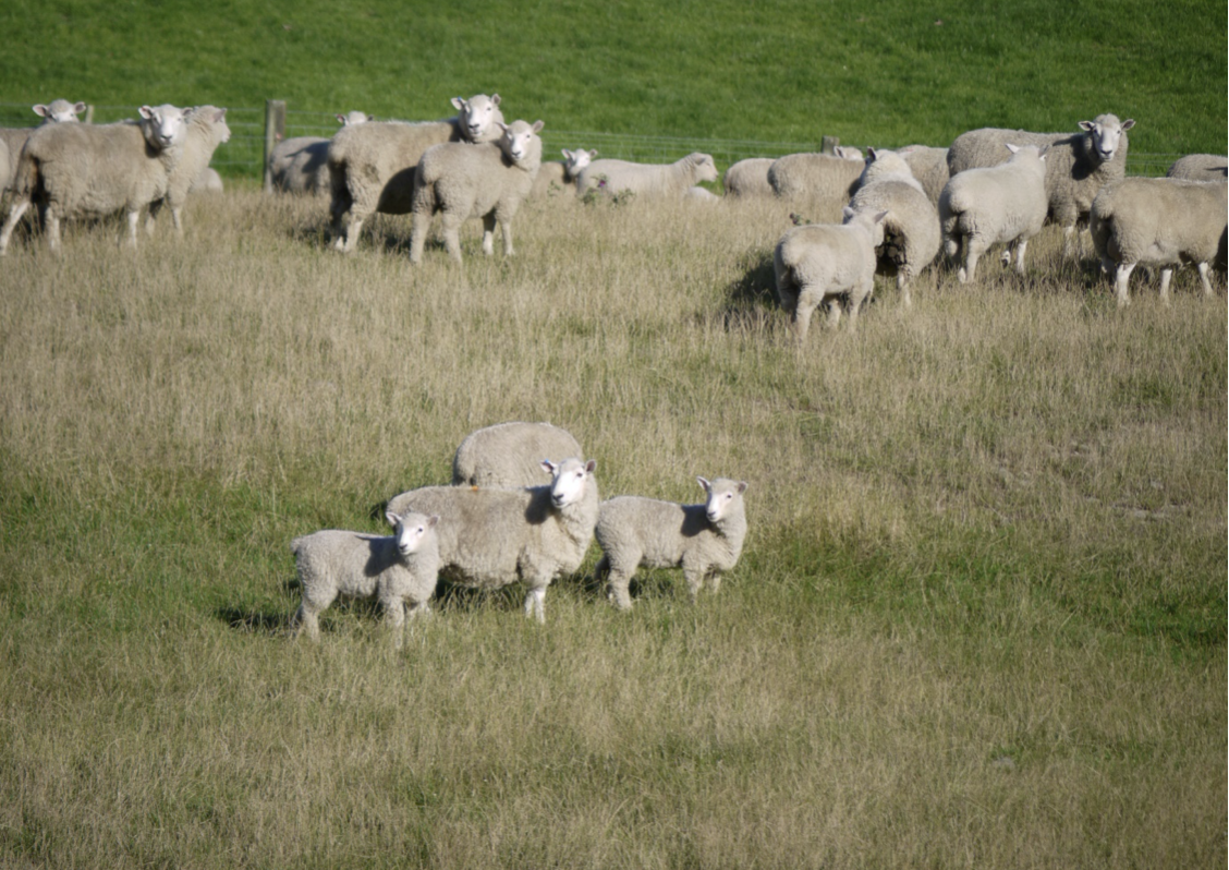 A flock of sheep