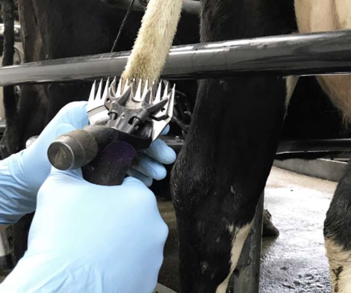 Tail scoring dairy cows