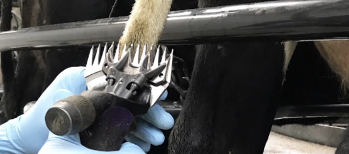 Tail scoring dairy cows