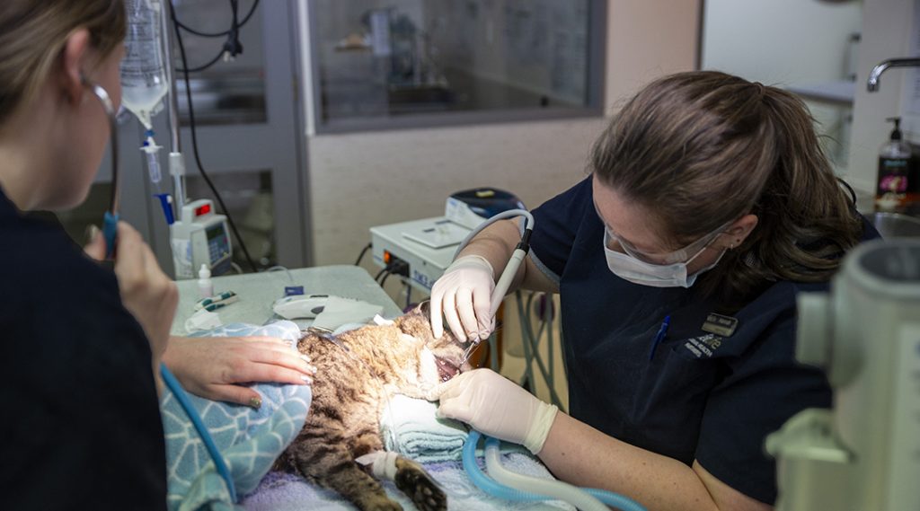 Vetlife vets given a scale and polish to a feline