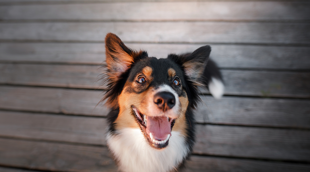 a happy collie dog with an open mouth smiling
