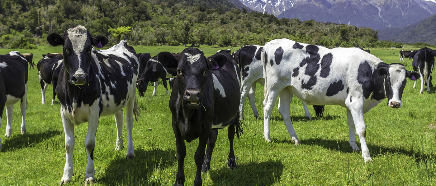 body condition score of dairy cows at mating