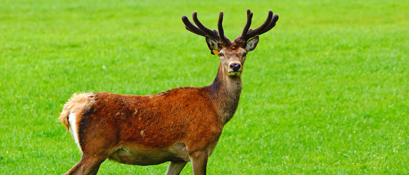 A lone stag with velvet on his antlers