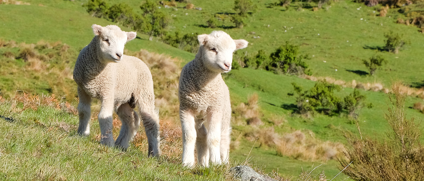 Healthy lambs