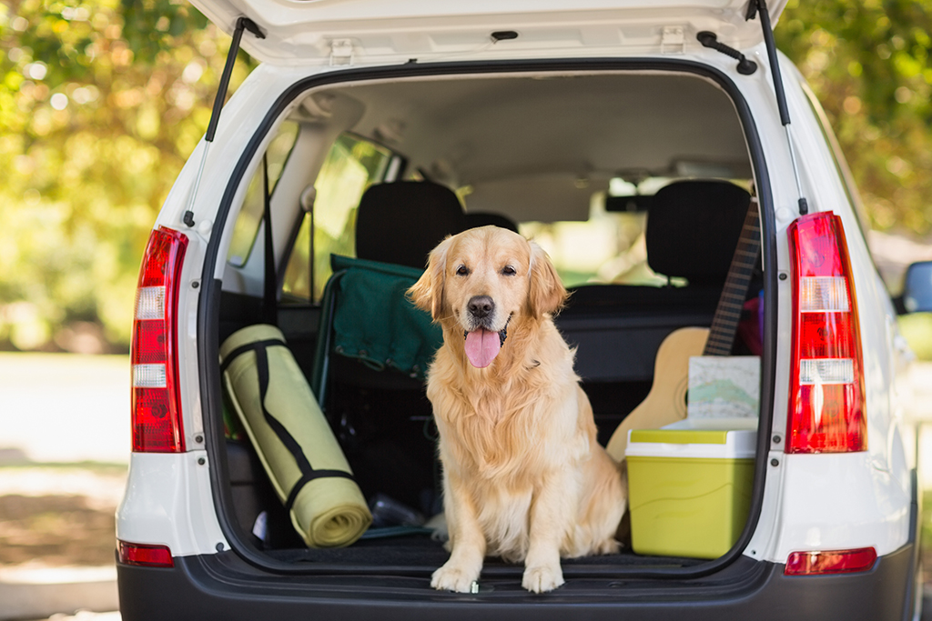 A golden retriever in a car boot packed with holiday travel items
