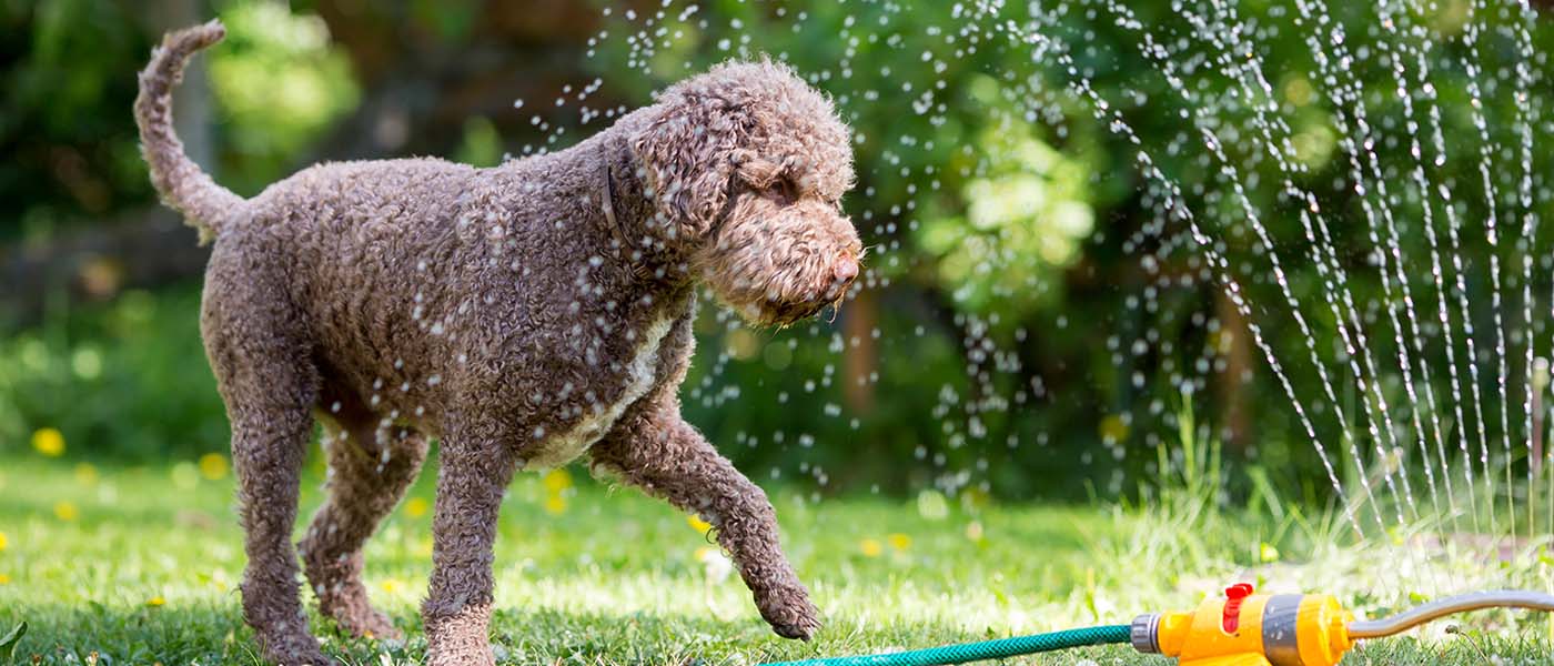 Dog playing water sprinkler