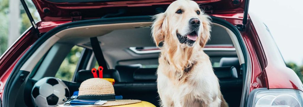 Golden_retriever_in_car_boot