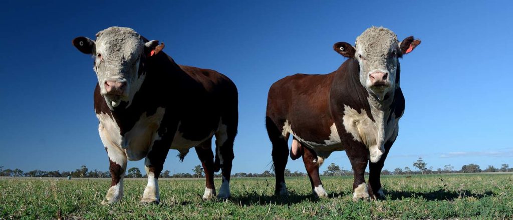 A pair of Hereford bulls