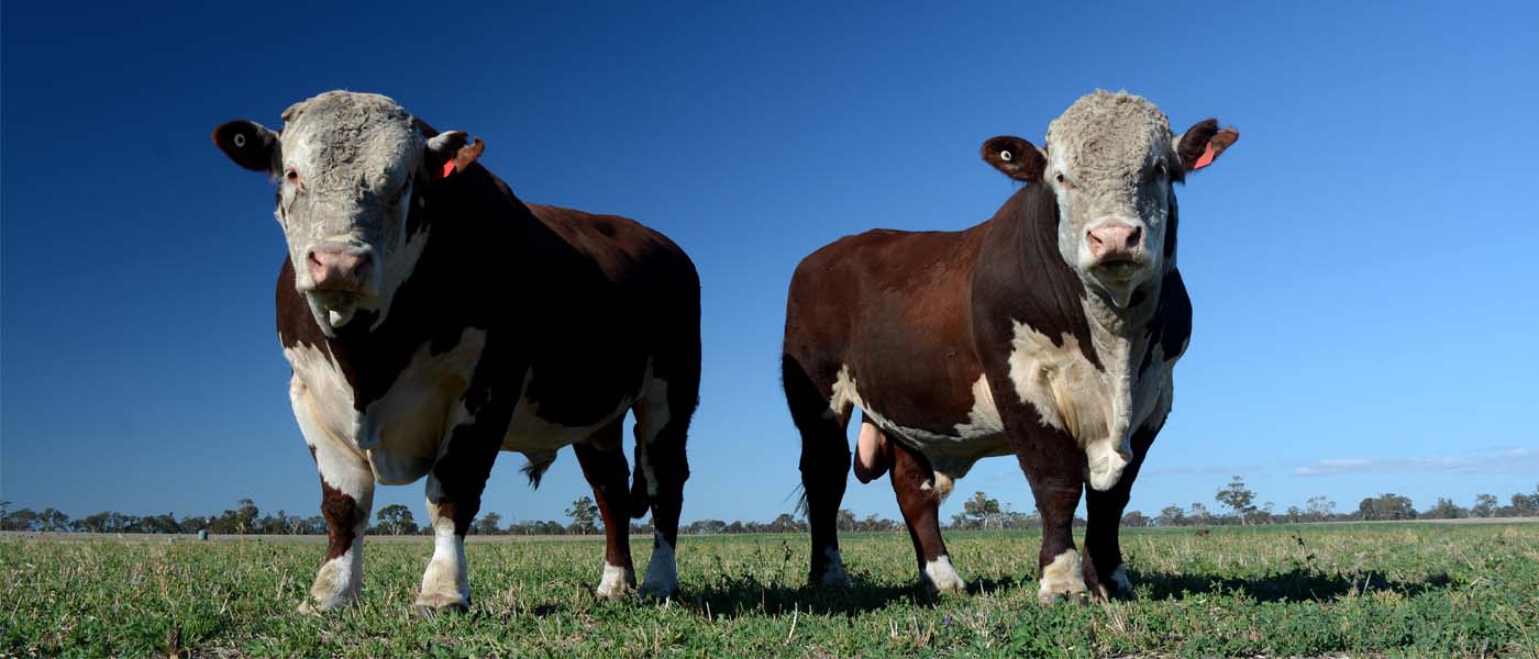 A pair of Hereford bulls