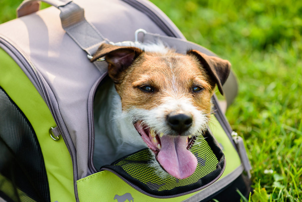 A Jack Russell in a pet carrier