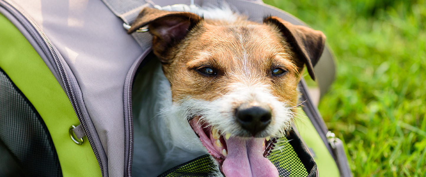 A Jack Russell in a pet carrier