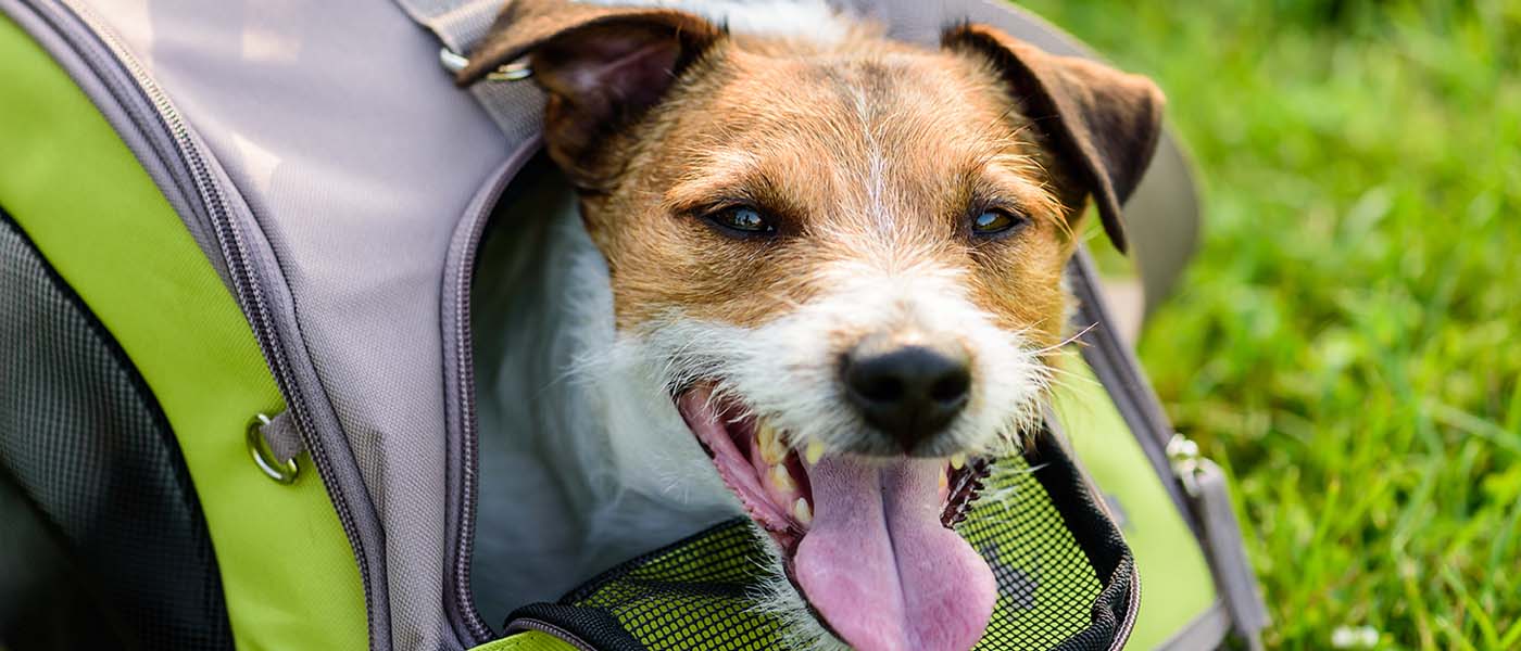 Jack Russell in a pet carrier
