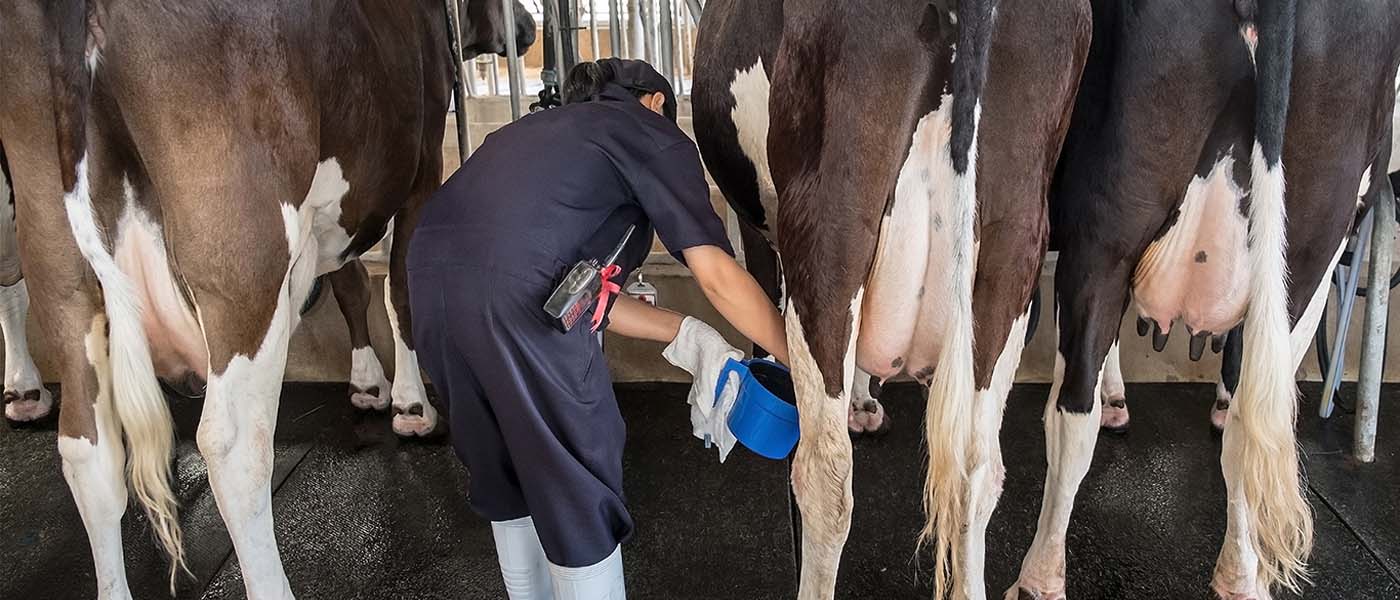 Vet conducting a mastitis shed investigation