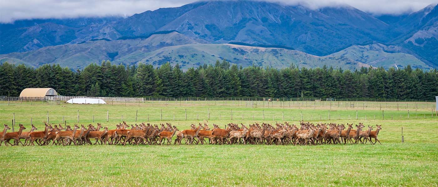 A herd of deer