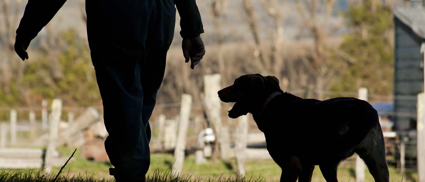 Working dog and farmer