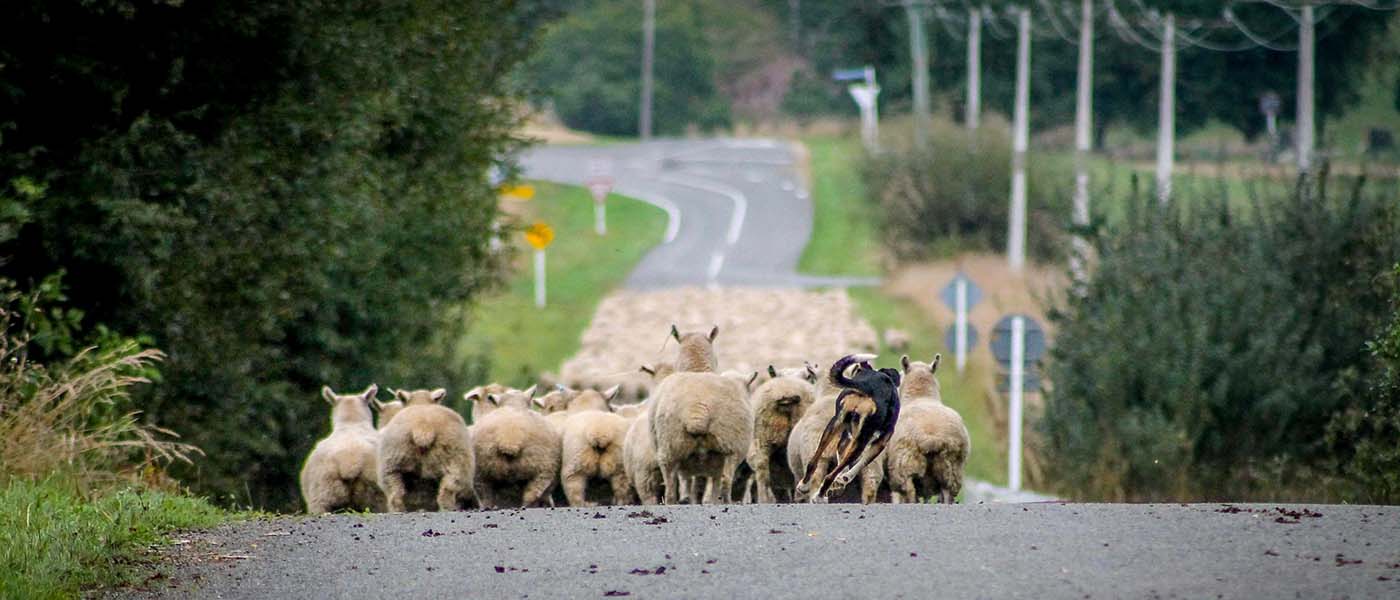 Working dog herding sheep