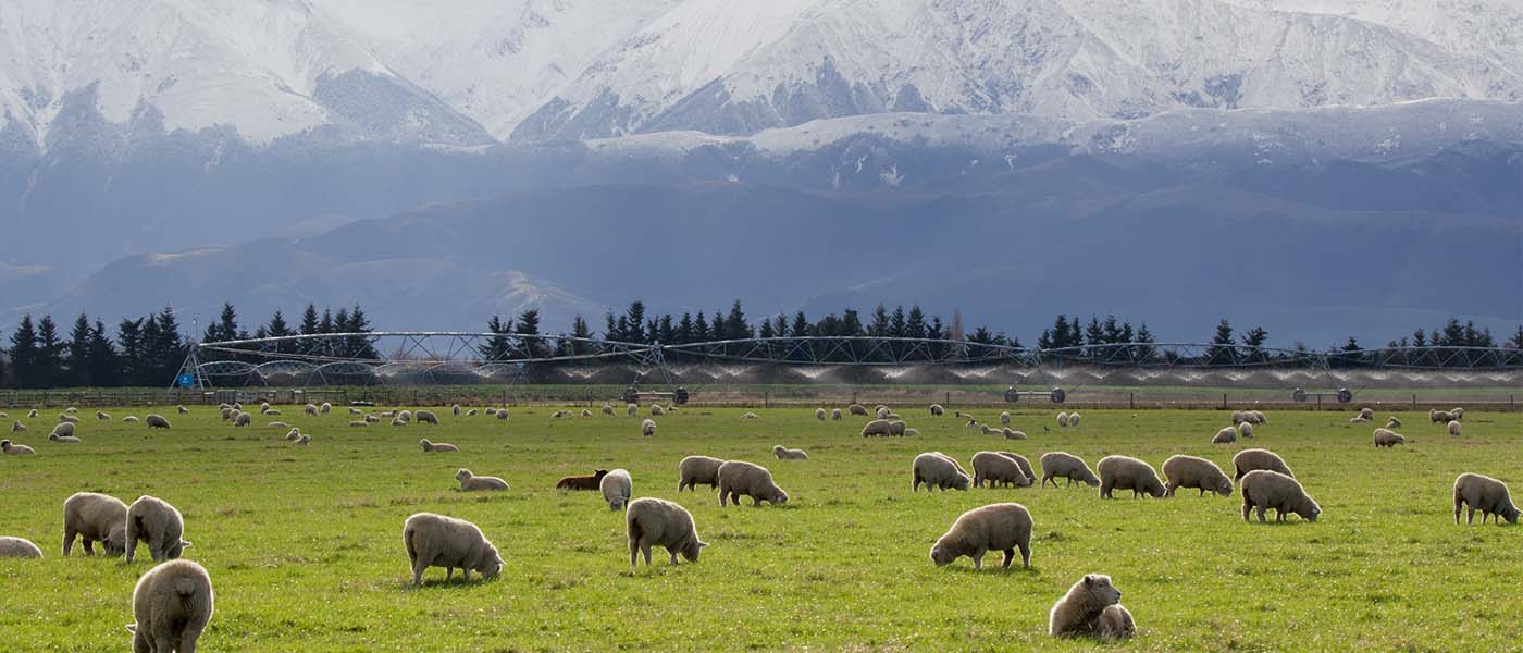 Sheep grazing in a paddock
