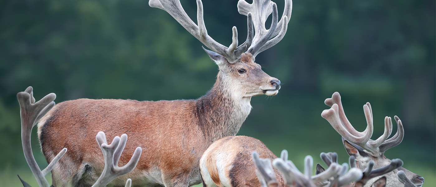 A stag whose velvet will be removed