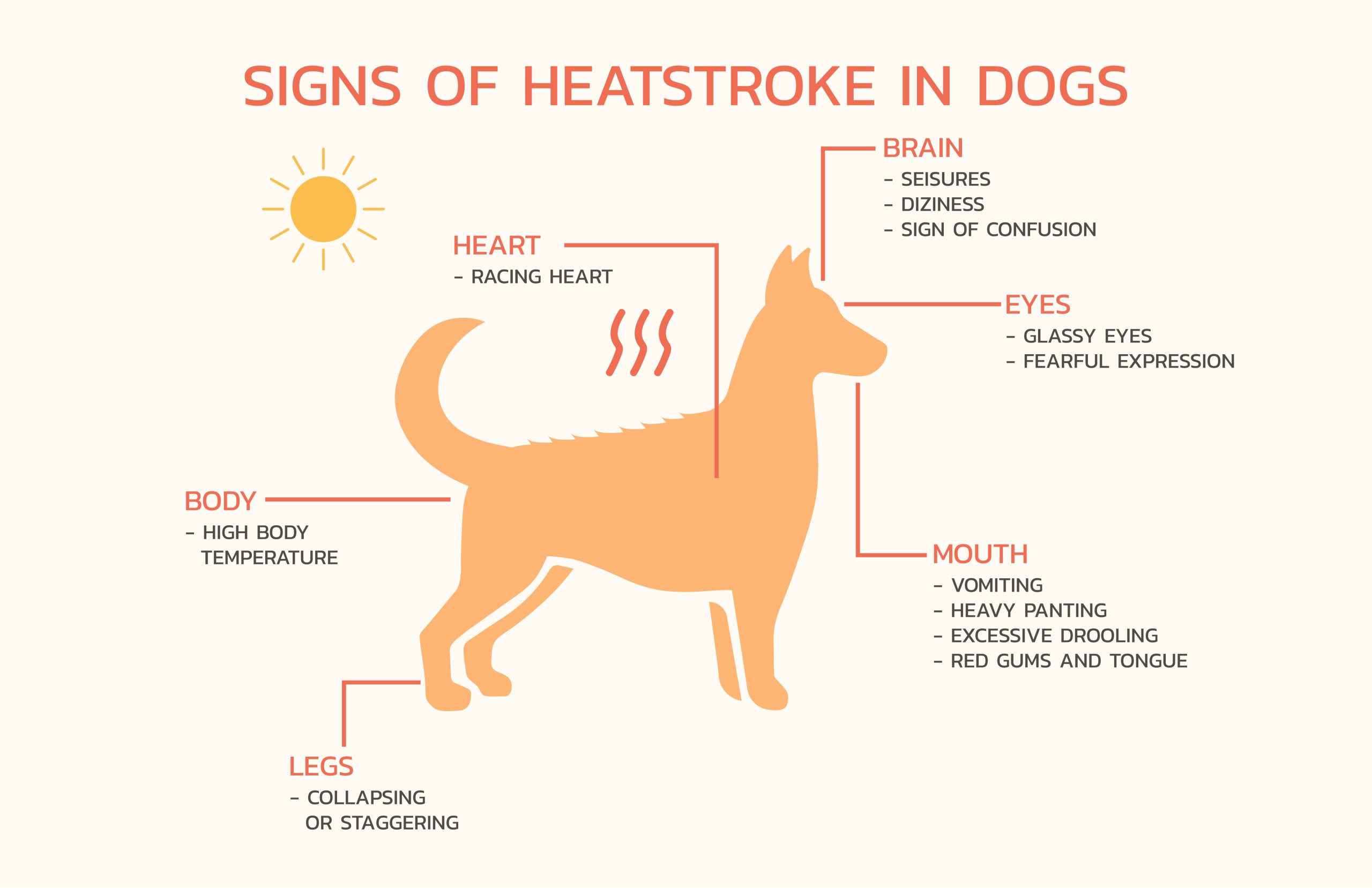 illustration of a dog and description of heatstroke symptons to watch out for in summer